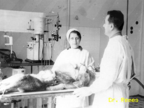 Dr. Szántó Ferenc orvos őrnagy a leningrádi állatműtőben 1960-ban - forrás: Dr. Remes