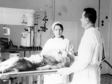 2. ábra. Dr. Szántó Ferenc orvos százados a Szentpétervári Orvostudományi Egyetem (akkori nevén Leningrádi Kirov Katonaorvosi Akadémia) állatműtőjében 1960-ban - forrás: Dr.Remes