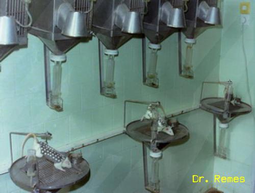 12. ábra. Fejlógatott helyzetben tartott kísérleti patkányok a Musachia-féle modell anyagcsere ketreceiben, az 1980-as években, a kecskeméti Repülőorvosi Vizsgáló és Kutató Intézetben - forrás: Dr. Remes