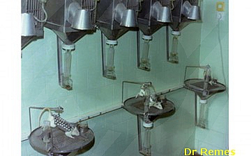 Fejlógatott helyzetben tartott kísérleti patkányok a Musachia-féle modell anyagcsere ketreceiben, az 1980-as években, a kecskeméti Repülőorvosi Vizsgáló és Kutató Intézetben
